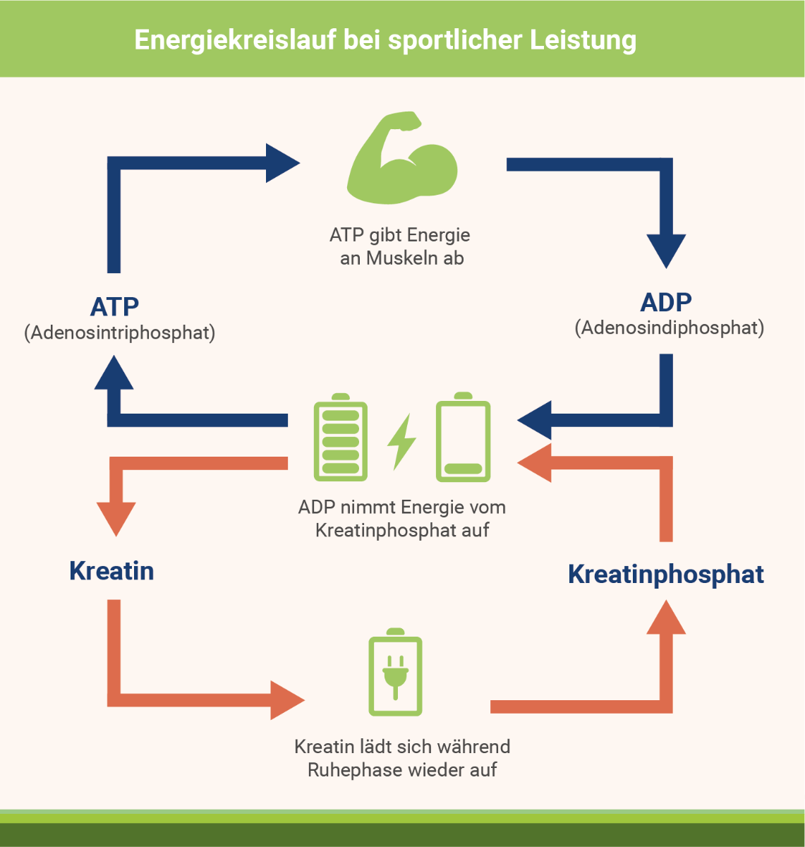 infografik-energiekreislauf-bei-sportlicher-leistung