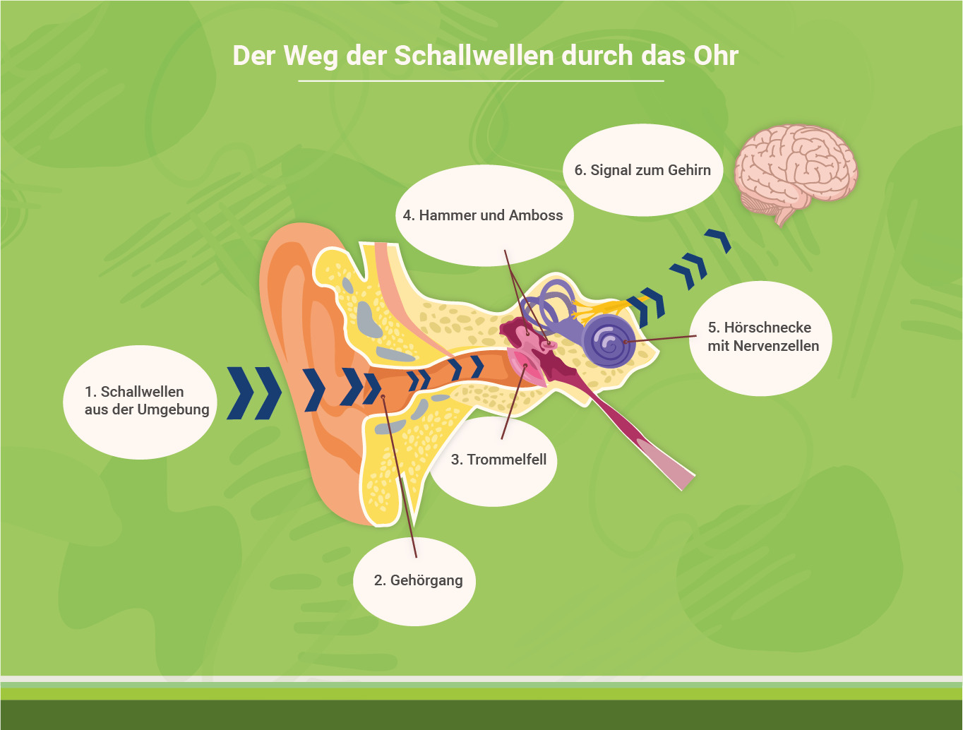 infografik-weg-der-schallwelle