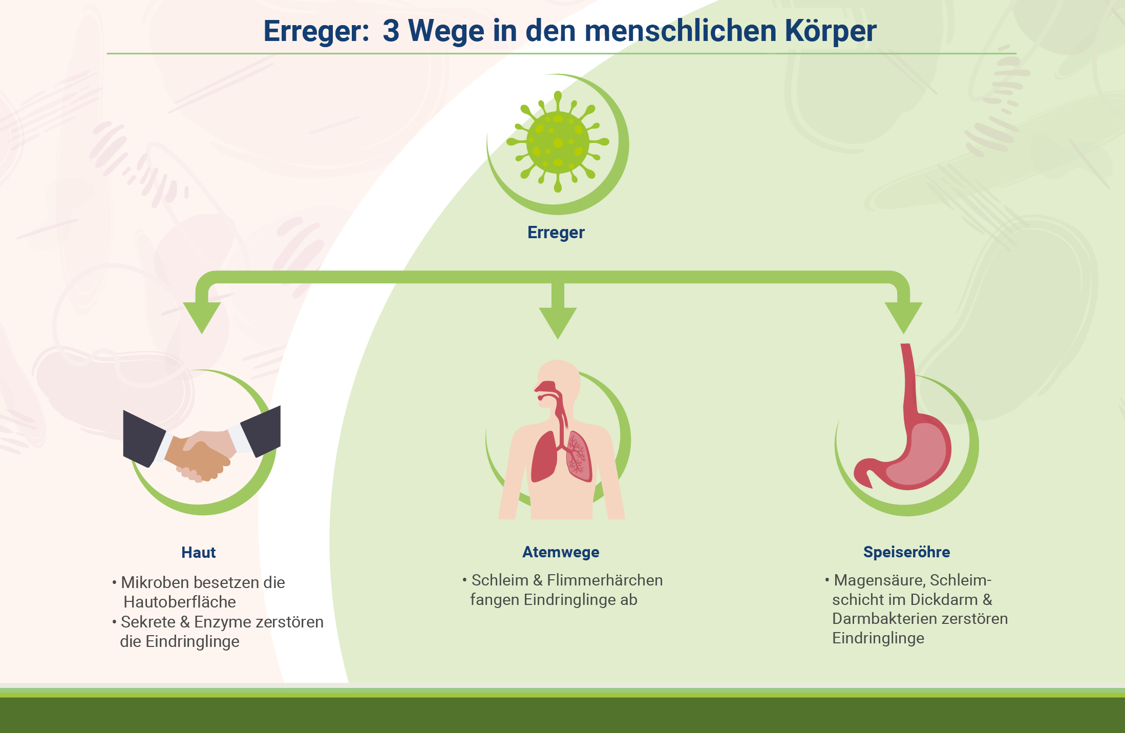 infografik-wege-in-den-koerper-laesst-sich-immunsystem-aufbauen