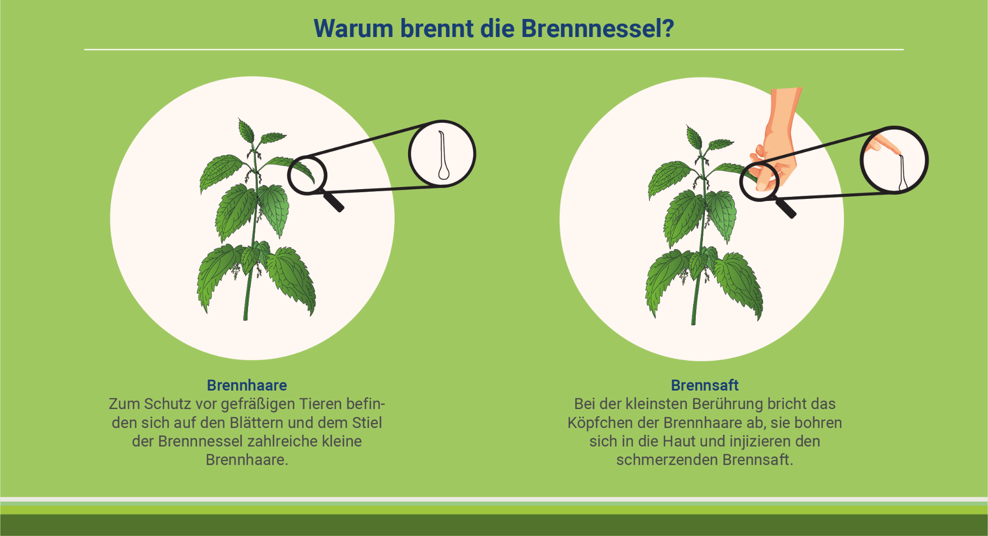 infografik-warum-brennt-die-brennnessel