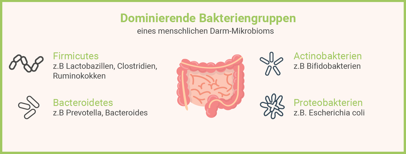 Infografik: Dominierende Bakteriengruppen