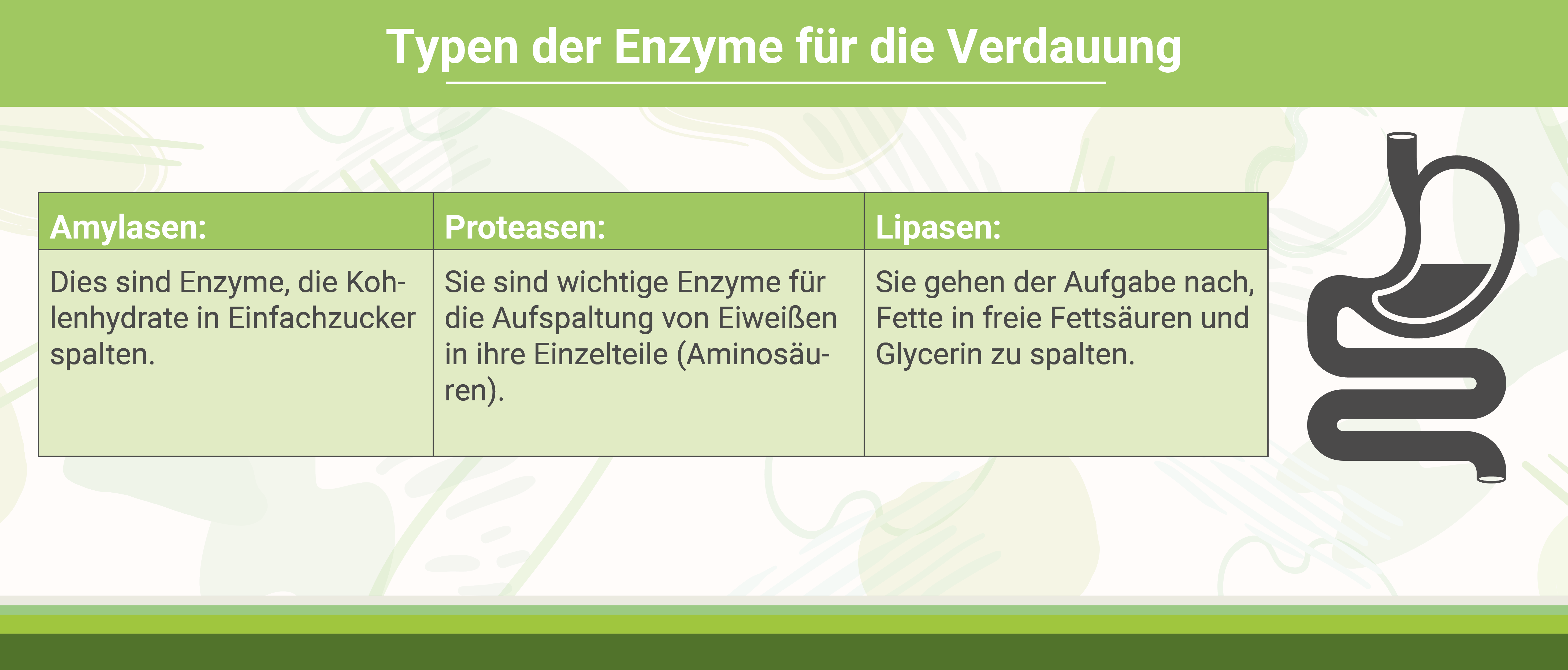 Infografik: Enzyme für die Verdauung