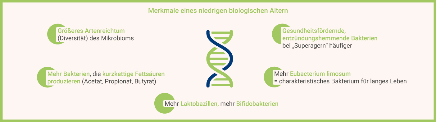 Merkmale niedriges biologisches Alter