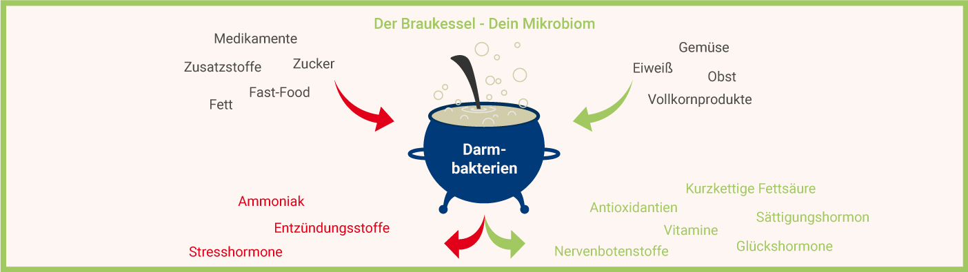 Der Braukessel - Dein Mikrobiom