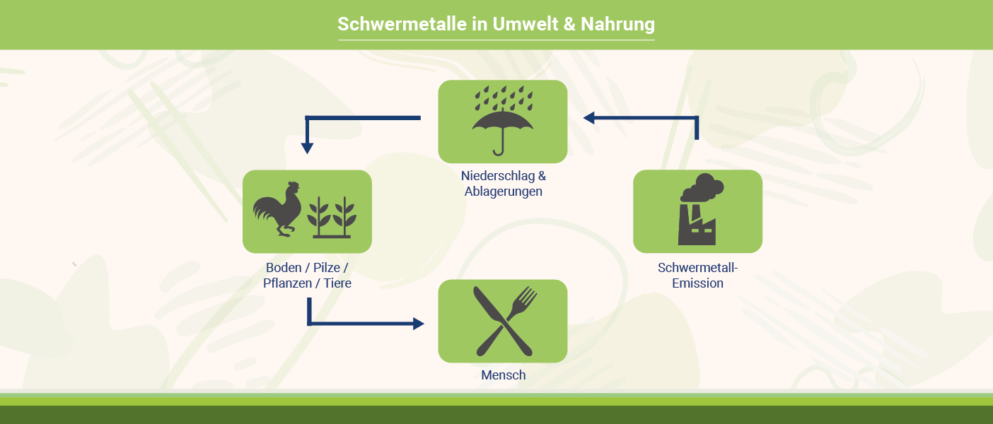 Infografik: Wie Schwermetalle in Nahrung gelangen