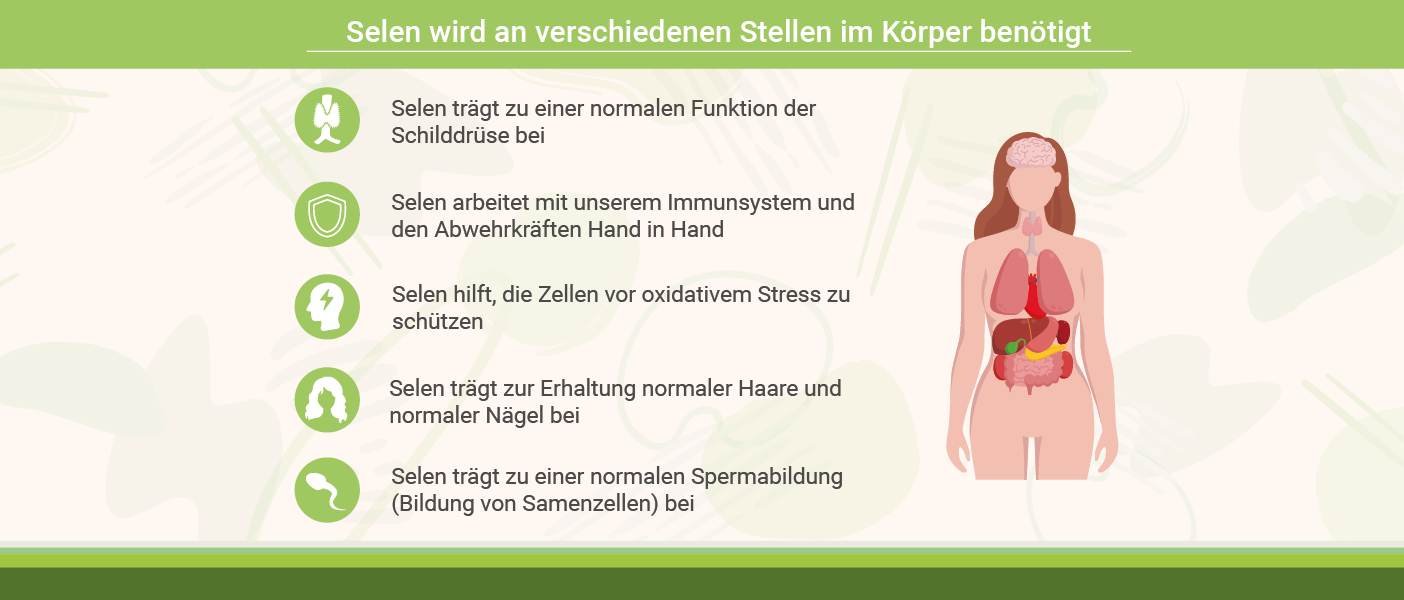 infografik: Selen und Funktionen im Körper