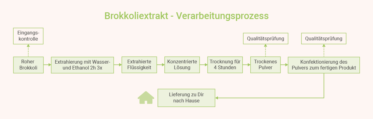 Brokkoliextrakt - Verarbeitungsprozess