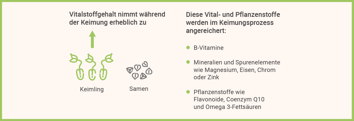 Infografik: Buchweizen Keimung