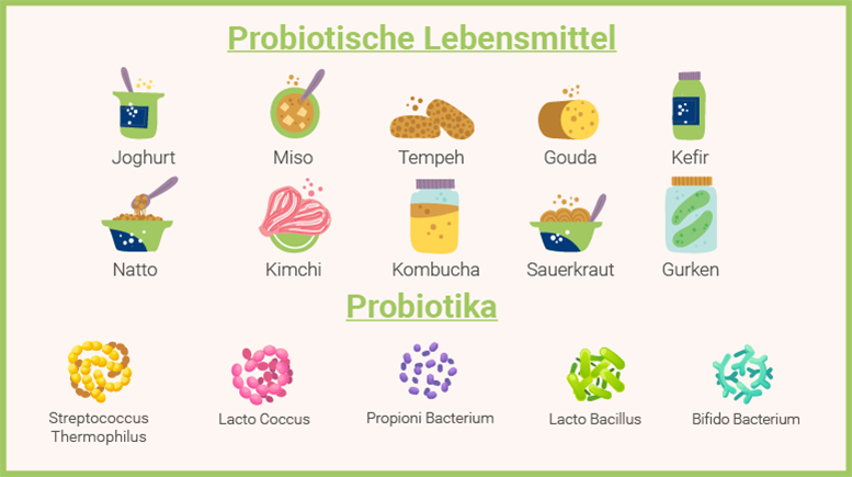 Laktobazillen und Bifidobakterien in probiotischen Lebensmitteln