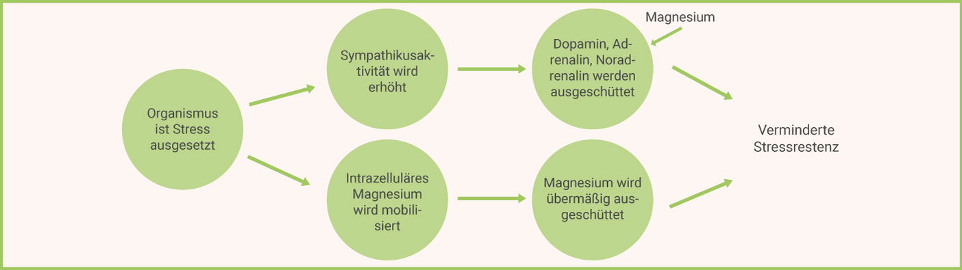 Magnesium Mangel 