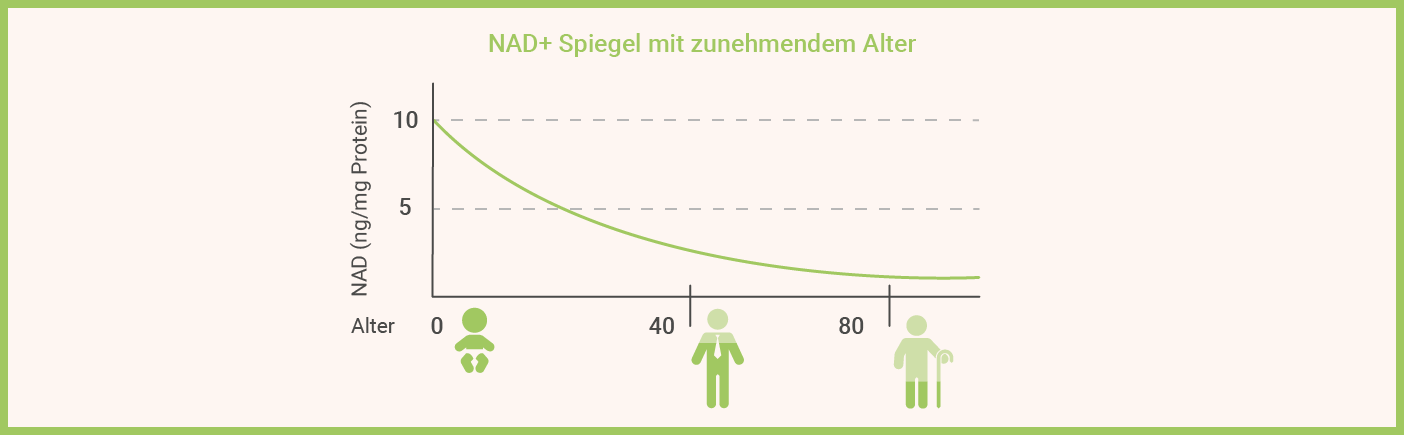 NAD+ Spiegel nach Alter